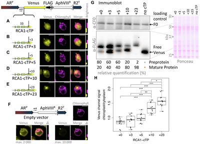 Transit Peptides Often Require Downstream Unstructured Sequence for Efficient Chloroplast Import in Chlamydomonas reinhardtii